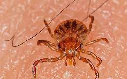 Nota de Esclarecimento