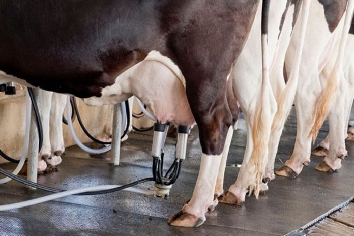 Preço do leite cai em Minas