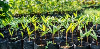 Usiminas realiza Troca Solidária de Mudas em parceria com o Consep no Centro de Ipatinga