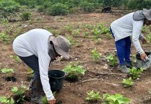 Famílias do Vale do Jequitinhonha cultivam espécies biofortificadas de batata-doce, ricas em vitamina A