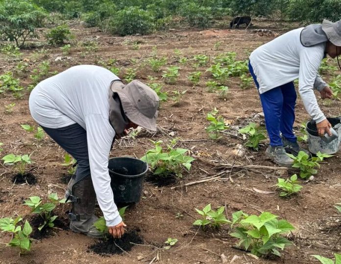 Foto 3 - Produtores familiares aplicam biochar nas plantações para melhorar a fertilidade do solo