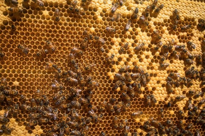 Apicultura ganha novo curso de capacitação do Senar Minas