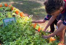 Agro na Escola une educação e prática no campo em Belo Oriente