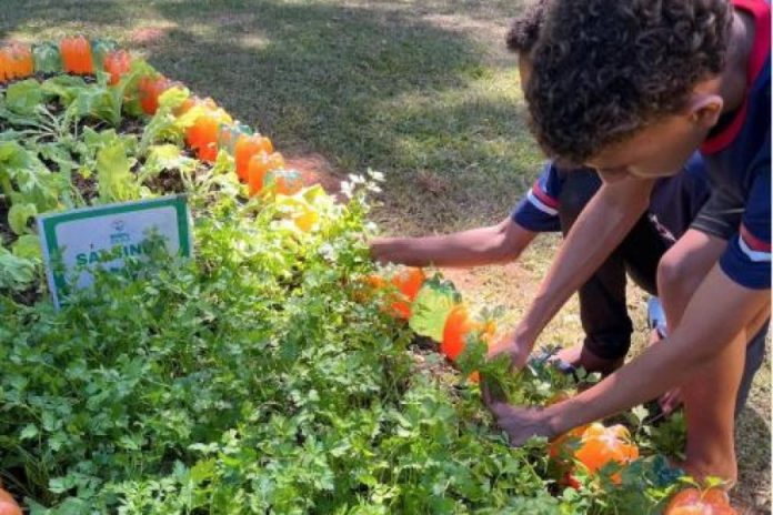 Agro na Escola une educação e prática no campo em Belo Oriente