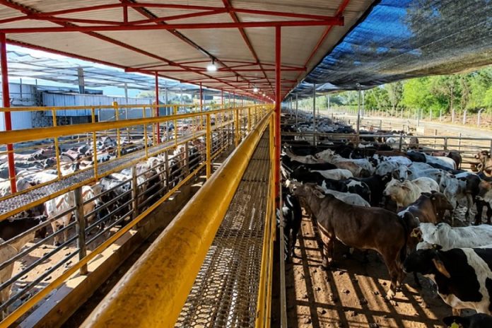 Frigorífico mineiro reabilitado para a China