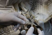 Cebus alerta para os impactos das queimadas na fauna durante período de estiagem