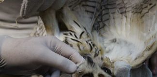 Cebus alerta para os impactos das queimadas na fauna durante período de estiagem