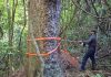 Estudo revela segredo de gigantes centenárias