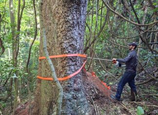 Estudo revela segredo de gigantes centenárias